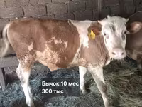 Bou, Simmental cattle — foto 7
