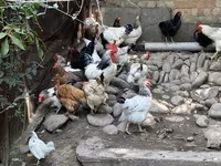 Chickens — foto 1