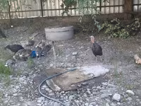Blanca de pechuga ancha — foto 4