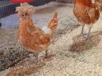 Chickens — عکس 3