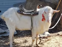 بز نر, Saanen goat — عکس 3