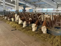 Tehén, Simmental cattle — 1. fotó
