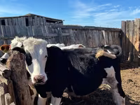 Toro, Russian Black pied cattle — foto 4