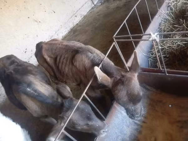گاو نر, Swiss cattle