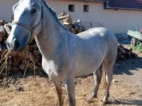 Koń, Lipizzaner — zdjęcie 6