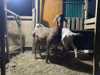Vædder, Rhon sheep — foto 1