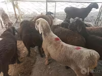 Wad, Sheep — sawirka 1