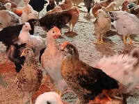 Chickens — ፎቶ 6