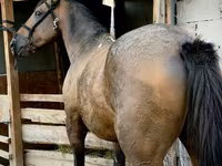 Hing, French Trotter — 3. fotó