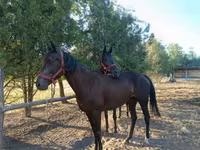 雌馬, Akhal-Teke — 写真 3