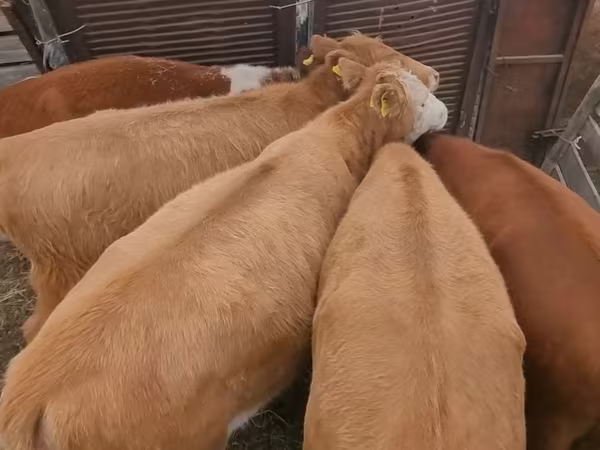 Rundvee (partij, geslacht niet gespecificeerd), Simmental cattle