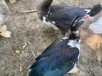 Ducks — 3 зураг