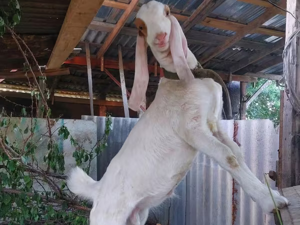 Cabro, Kamori goats