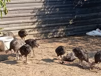 Turkeys — รูปภาพ 6