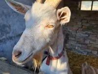Ziegenbock, Ziegen — Foto 7