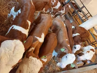 گاو نر, Simmental cattle — عکس 1