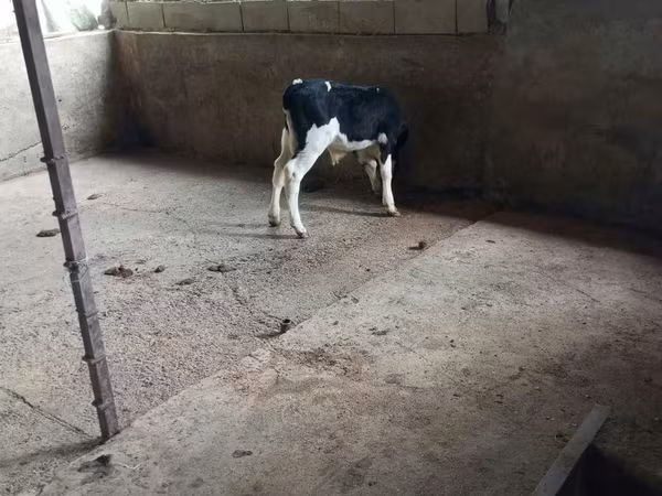 황소, Russian Black pied cattle