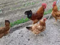 Chickens — լուսանկար 2