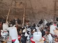 Chickens — foto 1