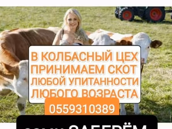 Говеда