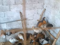 Chickens — sawirka 4
