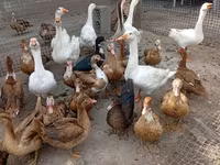 Geese — foto 3