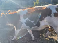 Byk, Simmental cattle — zdjęcie 4