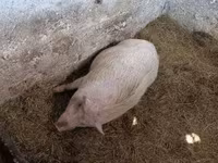 Kanec, Вьетнамская вислобрюхая — foto 6