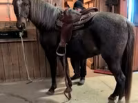 حصان, Palomino — الصورة 7