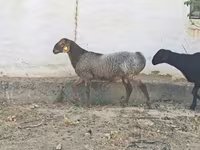 قوچ, گوسفند — عکس 2