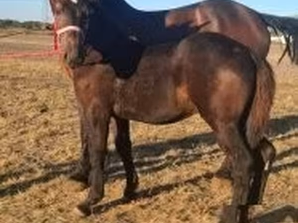 公马, Percheron