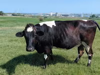 Kuh, Aberdeen-Angus — Foto 3
