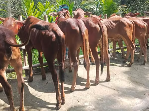 Lembu betina, Buffalo