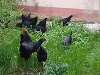 موسكو بلاك — الصورة 6