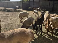 Ovan, Arashan sheep — fotografija 5