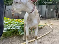 Коза, Saanen goat — снимка 5