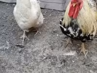 Chickens — Foto 3