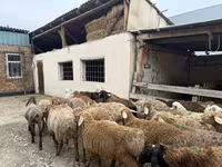 Berbec, Rhon sheep — foto 8