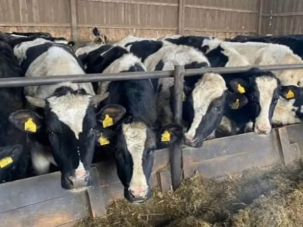 암소, Russian Black pied cattle