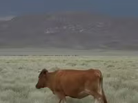 Vacă, Bovine — foto 1