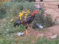 Chickens — 사진 3