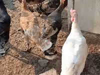 Turkeys — عکس 2