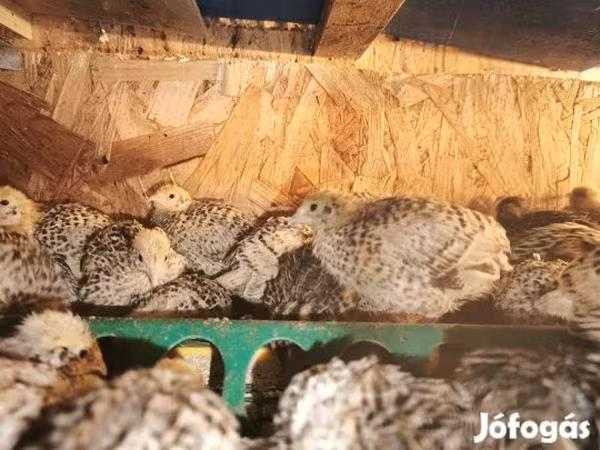 Quails