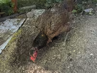 Chickens — Foto 5