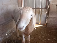 Ovan, Arashan sheep — fotografija 3