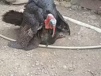 Turkeys — picha 2