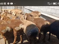 Beran, Kazakh fat-tailed coarsewool sheep — foto 2