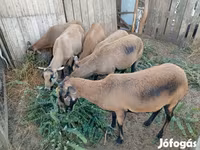 Biri-biri betina, Cameroon sheep — foto 2