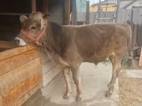 Toro, Swiss cattle — foto 4