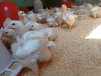 Chickens — foto 1